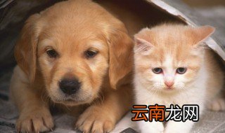 如何照料刚吐过的狗 照料刚吐过的狗方法