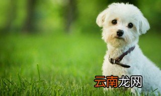 如何照顾新生的小狗 怎么照顾新生的小狗