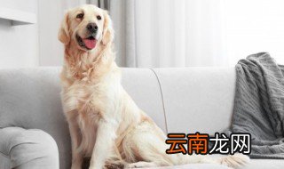 如何疏通狗的肛门腺 怎么给狗狗清理肛门腺