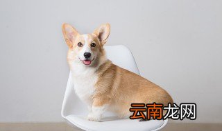 如何让狗停止吠叫 怎么让狗狗不再叫