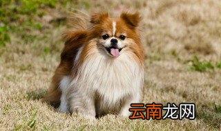 如何给狗清理伤口 怎么给狗清理伤口