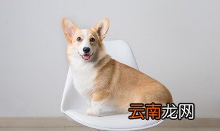 如何让狗狗入睡 怎么让小狗睡觉
