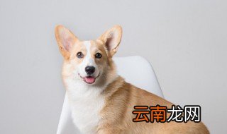 狗狗取名字带财运 狗狗取名字带财运有哪些