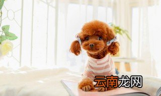 怎么安抚爱犬 安抚爱犬方法