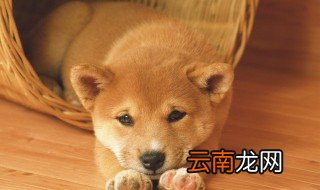 如何给狗的耳朵止血 怎样给狗的耳朵止血