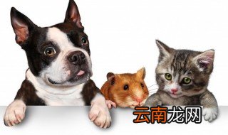 怎么在全职工作的同时照顾宠物狗 在全职工作的同时照顾宠物狗方法