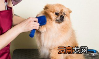 如何阻止狗啃食泥土 阻止狗啃食泥土方法