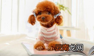 如何增加爱犬饮食中的纤维含量 增加爱犬饮食中的纤维含量方法