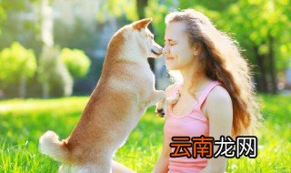 如何帮助狗狗生幼崽 帮助狗狗生幼崽方法