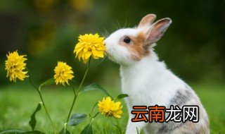如何教会兔子使用兔砂 教会兔子使用兔砂方法