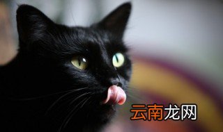 如何阻止公猫的尿液标记行为 阻止公猫的尿液标记行为方法