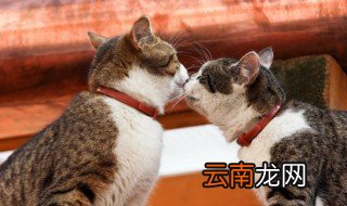 如何教会猫咪使用马桶 教会猫咪使用马桶方法