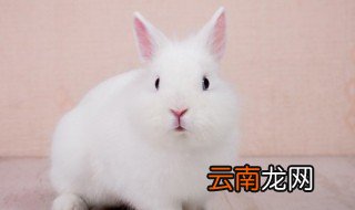 如何照料迷你垂耳兔 照料迷你垂耳兔方法