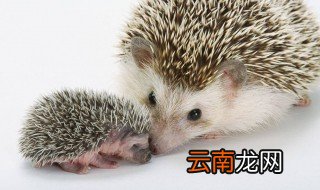 如何照顾一只刺猬 照顾一只刺猬方法