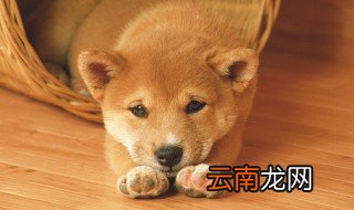 如何挑选柴犬幼崽 何挑选柴犬幼崽方法