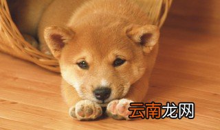 如何应对爱犬中风 应对爱犬中风方法