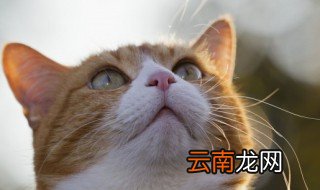 如何判断猫咪是否即将分娩 判断猫咪是否即将分娩方法