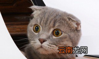 如何检查猫咪是否脱水 检查猫咪是否脱水方法