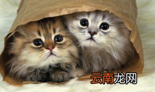 如何分辨猫是否怀孕 分辨猫是否怀孕方法