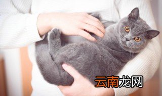 怎么向猫咪道歉 向猫咪道歉方法