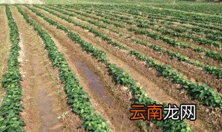 红薯种植技术与管理 如何种植与管理红薯