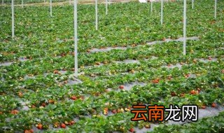 草莓种植时间和方法 草莓种植时间和如何种植的方法