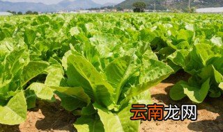 莴笋的种植技术 莴笋如何种植
