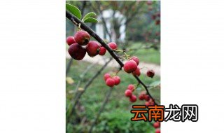 什么是栒子树 栒子树简介