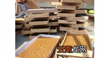面包虫养殖方法 面包虫如何养殖