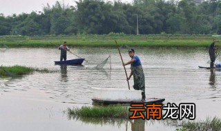 养龙虾池塘怎么挖 什么适合养龙虾池塘