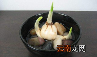 收到水仙球怎么处理 保存环境很重要