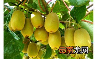 奇异果和猕猴桃有什么区别 奇异果和猕猴桃的区别