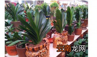 君子兰怎么养 君子兰如何养