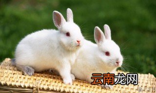 兔子怎么养 兔子如何养