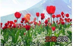 郁金香黄叶怎么办 郁金香黄叶如何处理