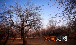 杏林指什么 有什么典故