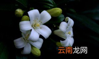 米兰和九里香有何区别 3点不同你需了解
