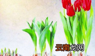 郁金香可以水培吗 你了解吗