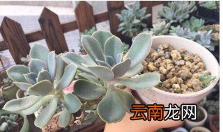 紫珍珠怎么养 紫珍珠如何养