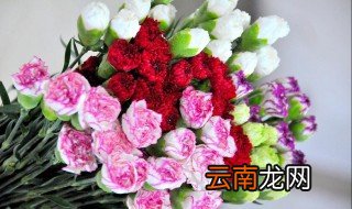康乃馨的花语是什么 每种颜色的含义都不一样
