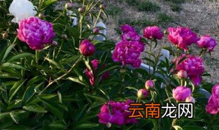 芍药是花还是树 这下你知道答案了吗