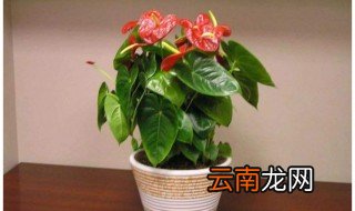 红掌怎么养 5个小技巧教你养好红掌