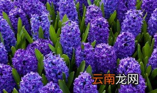 风信子花语是什么 每个颜色都不一样