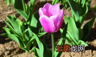 郁金香为什么会黄叶 郁金香黄叶原因