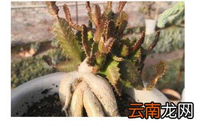 飞龙怎么养 飞龙如何养