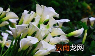 海芋花怎么养 海芋花如何养