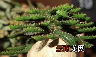 飞龙怎么换盆 需做到这两点