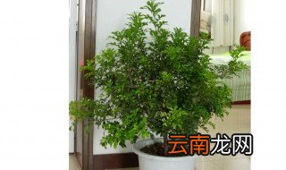 米兰如何浇水 米兰怎么浇水