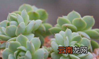 多肉什么时候换盆 2年左右换一次