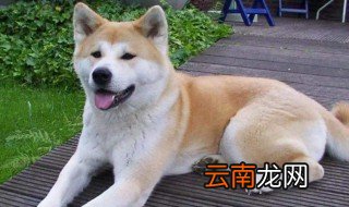 柴犬和秋田犬有什么不同 柴犬和秋田犬四个区别